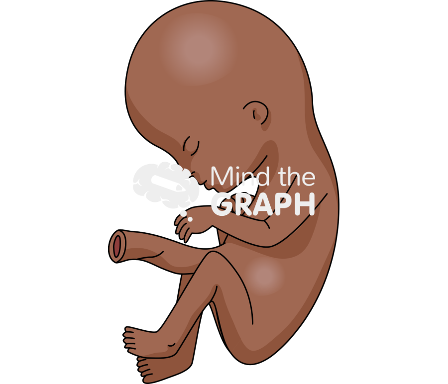 16 weeks afro human fetus Icons, Symbols, Pictures, and Images