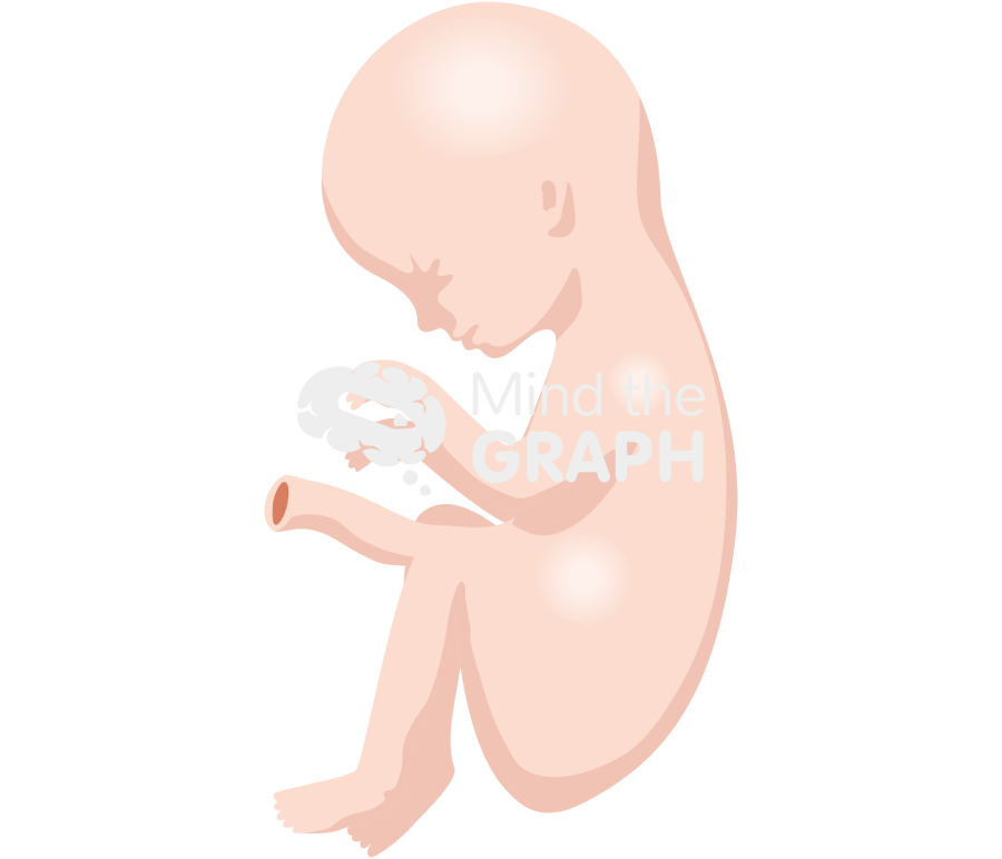 28 weeks human fetus Icons, Symbols, Pictures, and Images