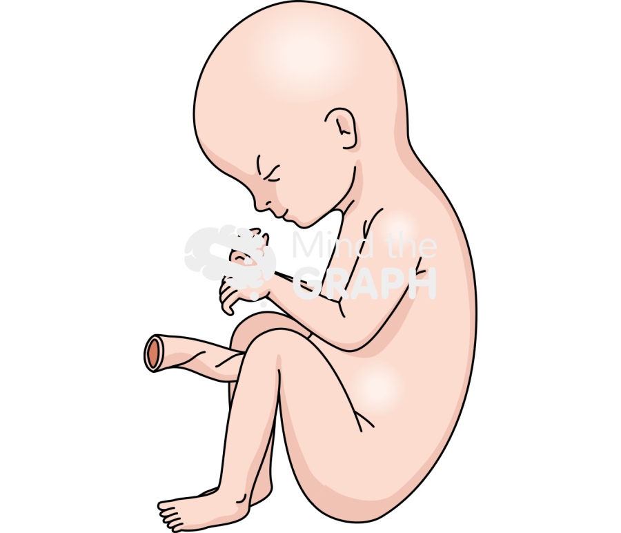 32 weeks human fetus Icons, Symbols, Pictures, and Images