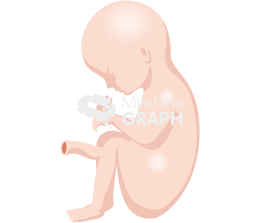 32 weeks human fetus Icons, Symbols, Pictures, and Images