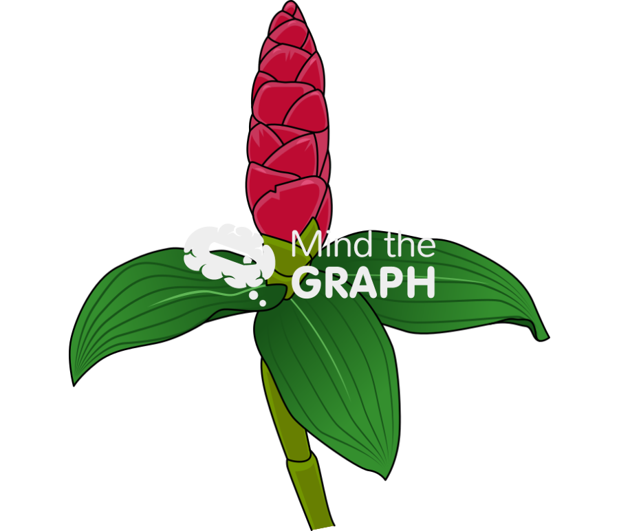 Costus spiralis plant Icons, Symbols, Pictures, and Images