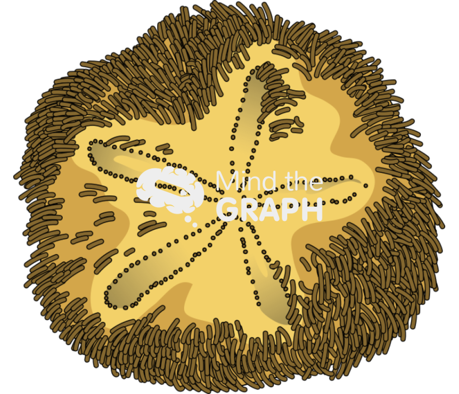 Abatus sea urchin Icons, Symbols, Pictures, and Images