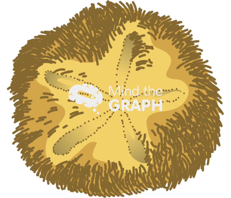 Abatus sea urchin Icons, Symbols, Pictures, and Images