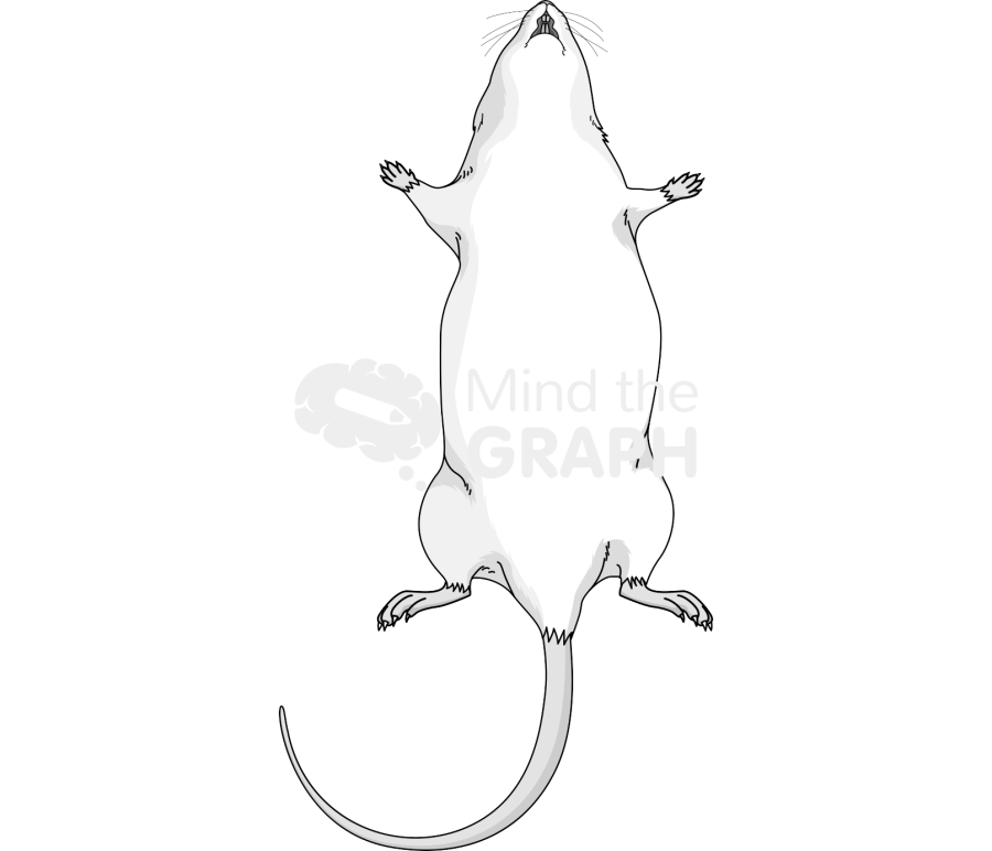 Abdominal swiss 2 Icons, Symbols, Pictures, and Images