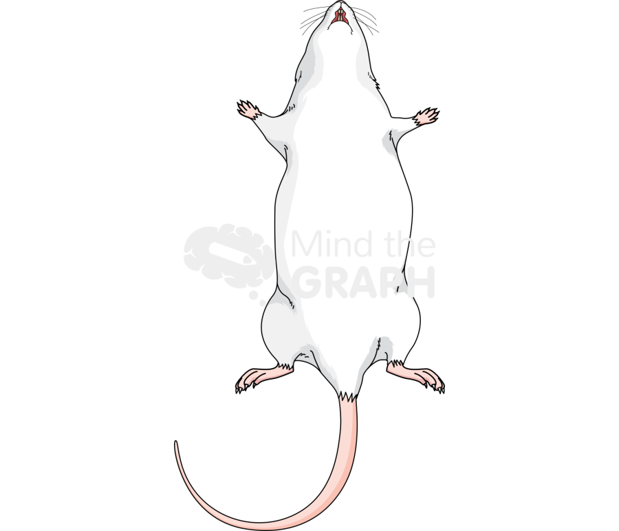 Abdominal swiss 2 Icons, Symbols, Pictures, and Images