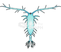 Acartia 2 Icons, Symbols, Pictures, and Images