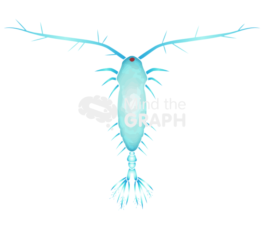 Acartia 2 Icons, Symbols, Pictures, and Images