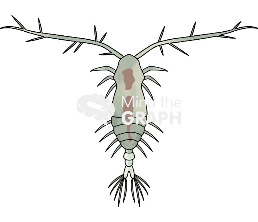 Acartia tonsa female Icons, Symbols, Pictures, and Images