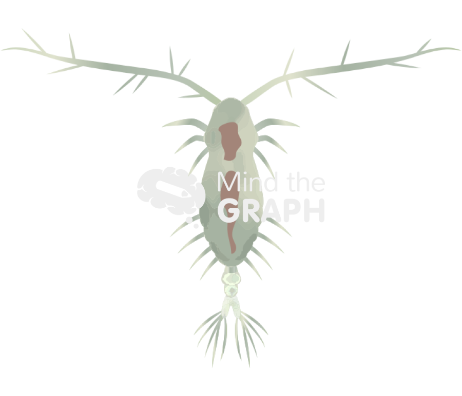 Acartia tonsa female Icons, Symbols, Pictures, and Images