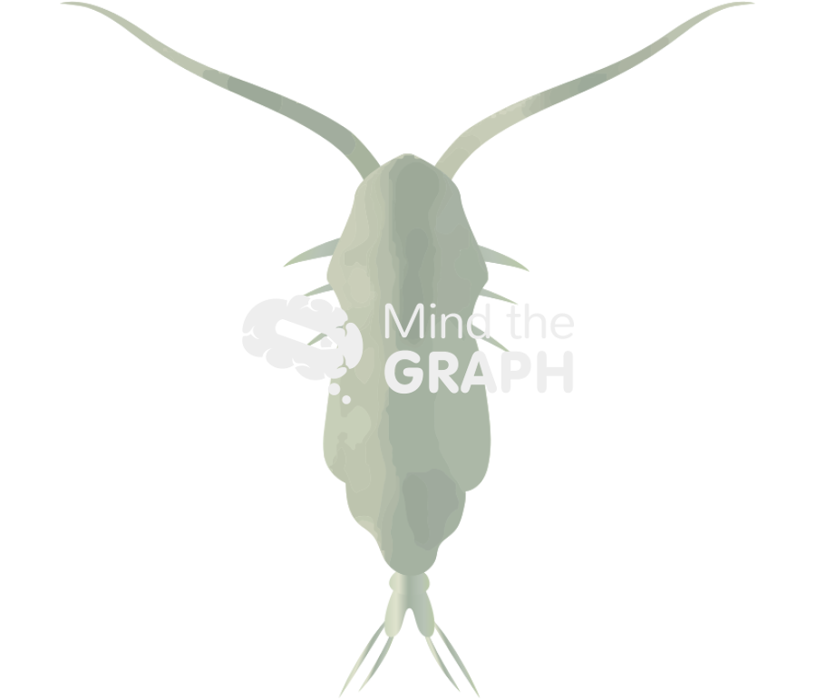 Acartia tonsa larval stage copepodites i Icons, Symbols, Pictures, and Images