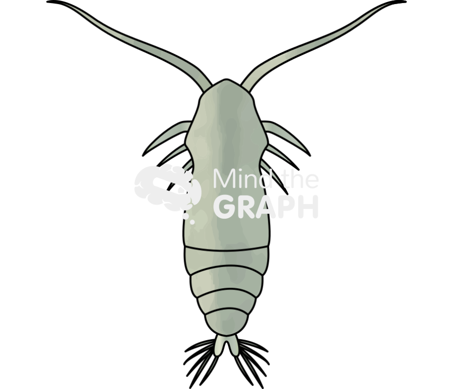 Acartia tonsa larval stage copepodites iii Icons, Symbols, Pictures, and Images