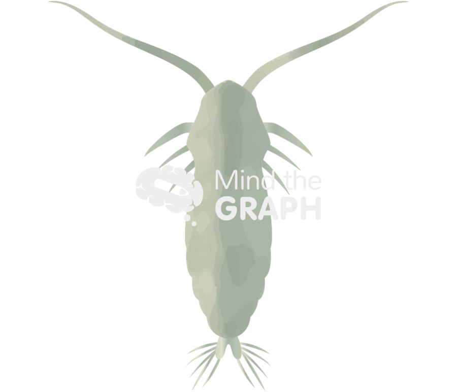 Acartia tonsa larval stage copepodites iii Icons, Symbols, Pictures, and Images