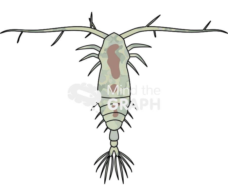 Acartia tonsa larval stage copepodites iv Icons, Symbols, Pictures, and Images