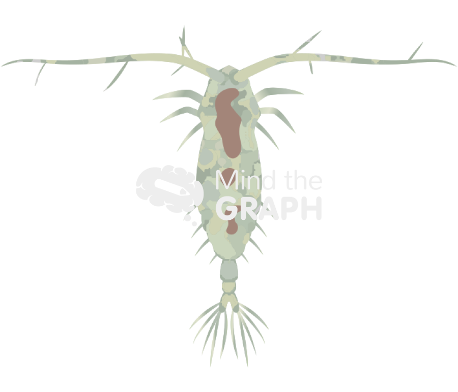 Acartia tonsa larval stage copepodites iv Icons, Symbols, Pictures, and Images