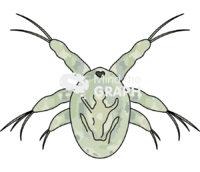 Acartia tonsa larval stage nauplii Icons, Symbols, Pictures, and Images