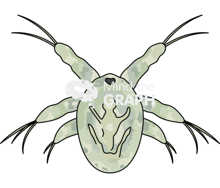 Acartia tonsa larval stage nauplii Icons, Symbols, Pictures, and Images