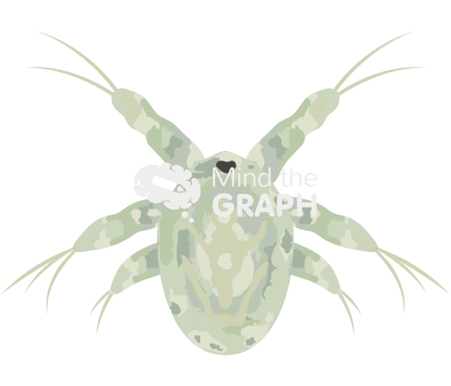 Acartia tonsa larval stage nauplii Icons, Symbols, Pictures, and Images