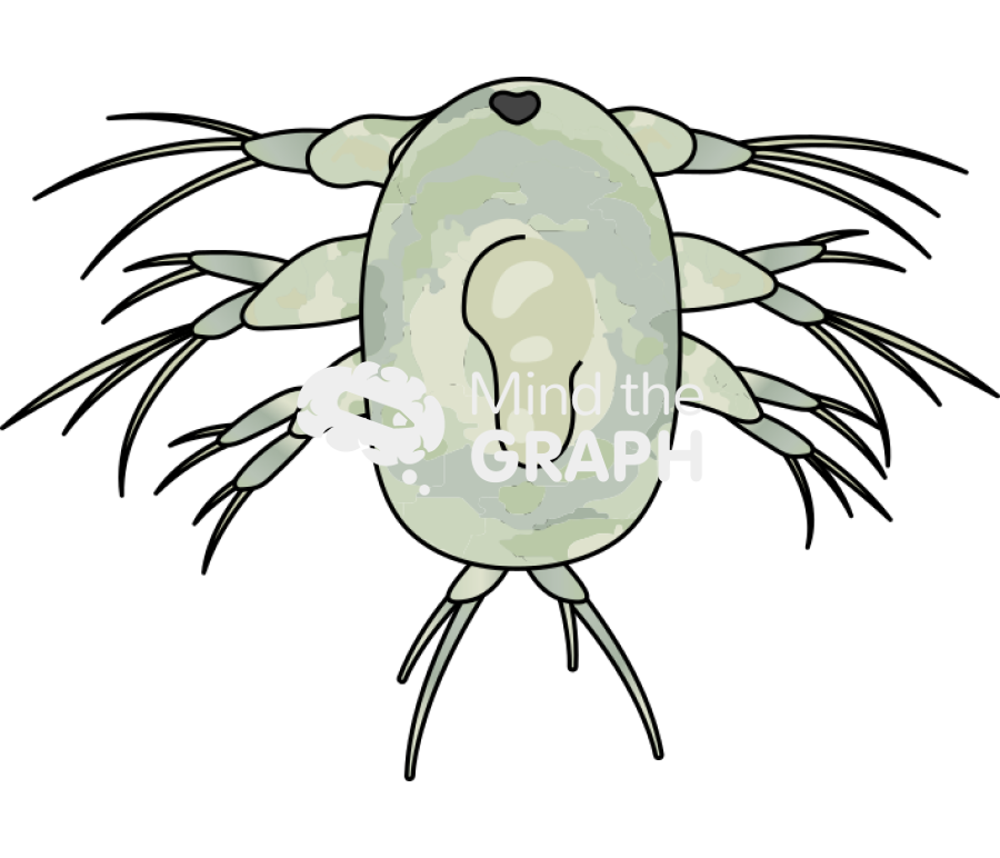Acartia tonsa larval stage nauplii iv Icons, Symbols, Pictures, and Images