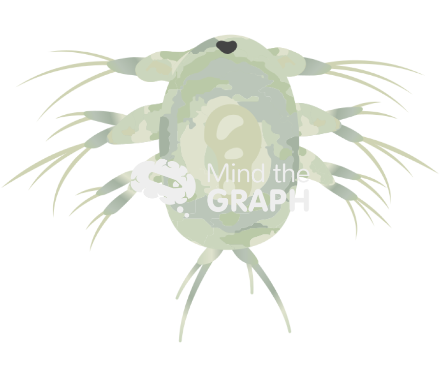 Acartia tonsa larval stage nauplii iv Icons, Symbols, Pictures, and Images