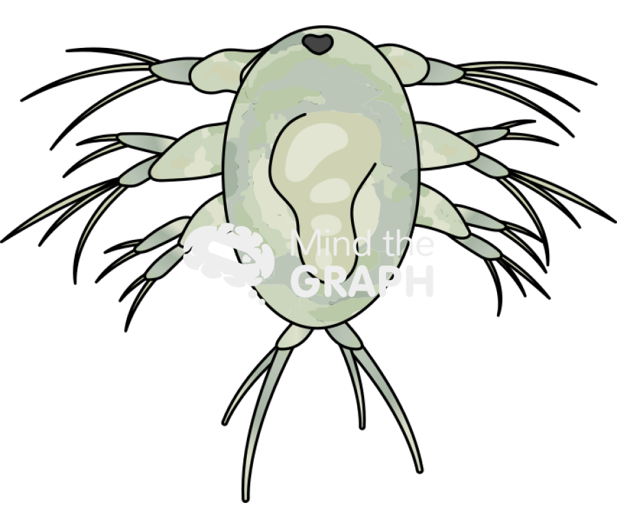 Acartia tonsa larval stage nauplii v Icons, Symbols, Pictures, and Images