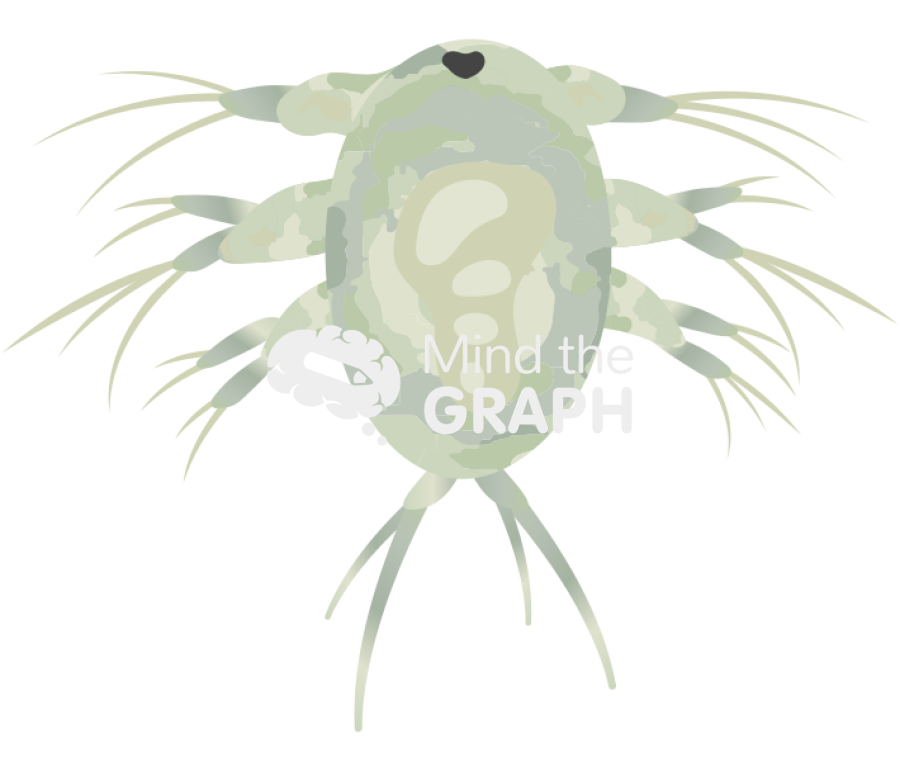 Acartia tonsa larval stage nauplii v Icons, Symbols, Pictures, and Images