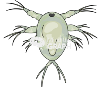 Acartia tonsa larval stage nauplii vi Icons, Symbols, Pictures, and Images