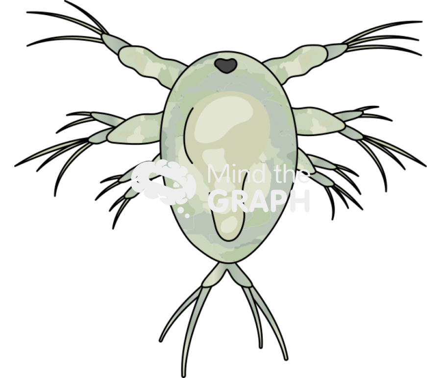 Acartia tonsa larval stage nauplii vi Icons, Symbols, Pictures, and Images