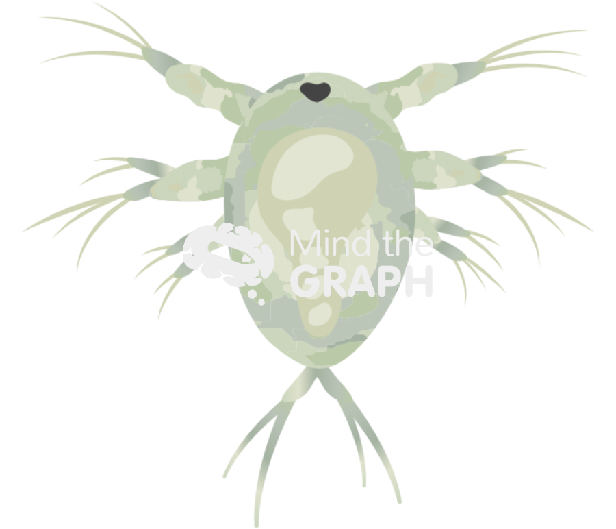 Acartia tonsa larval stage nauplii vi Icons, Symbols, Pictures, and Images