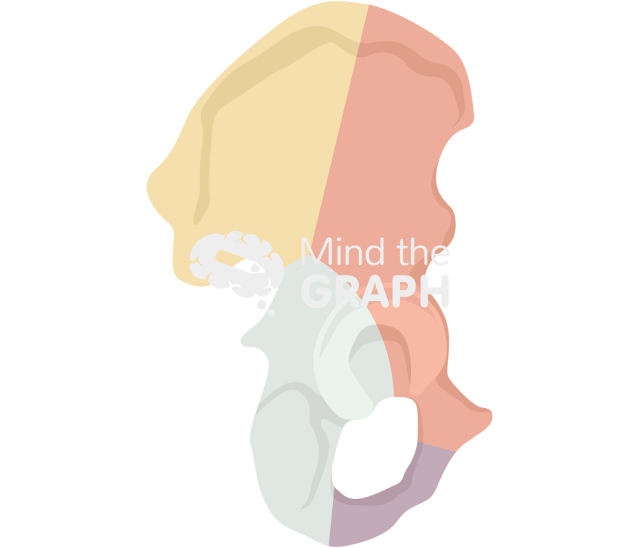 Acetabular columns Icons, Symbols, Pictures, and Images