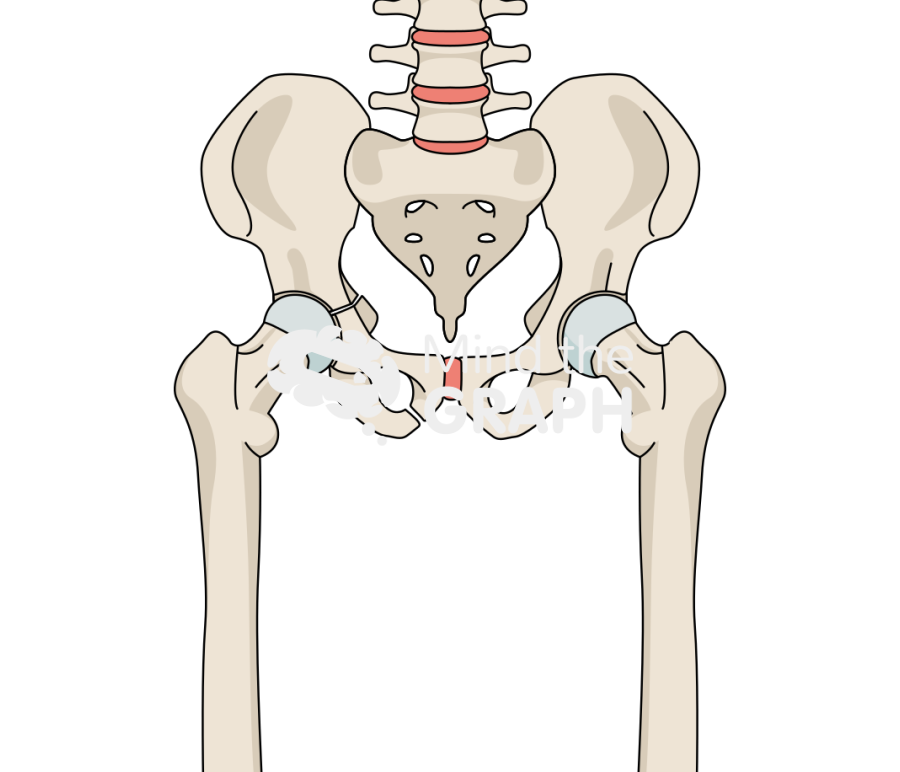 Acetabular fracture 2 bone full Icons, Symbols, Pictures, and Images