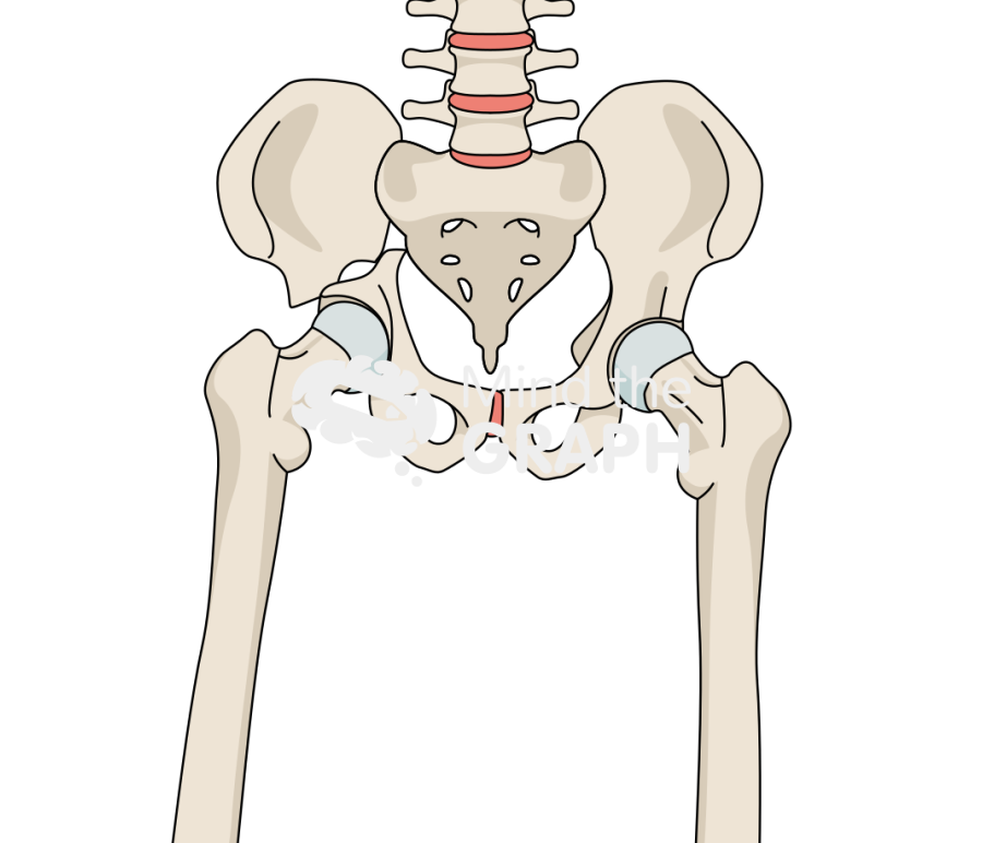 Acetabular fracture bone full Icons, Symbols, Pictures, and Images