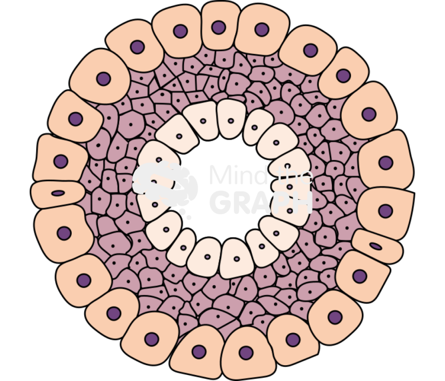 Acoelomate Icons, Symbols, Pictures, and Images
