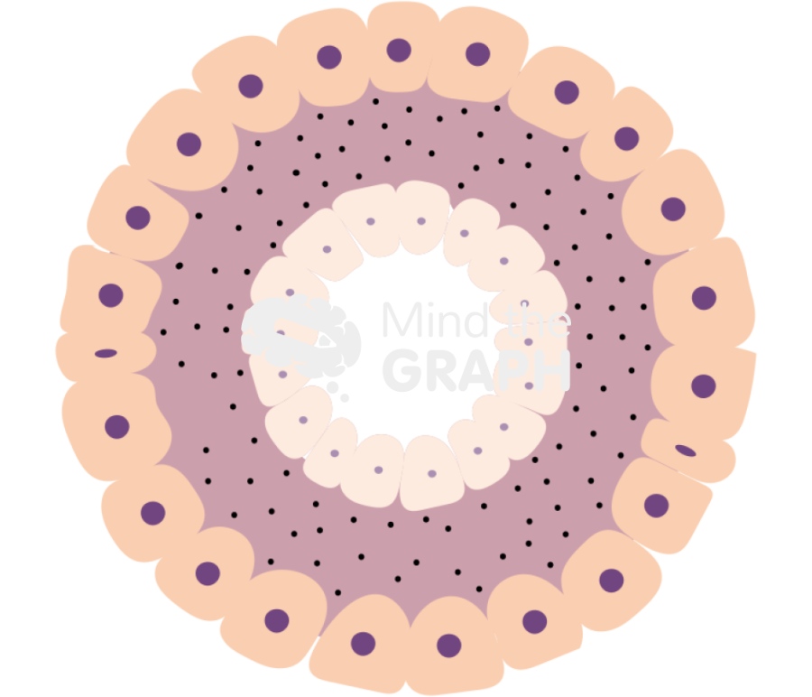 Acoelomate Icons, Symbols, Pictures, and Images