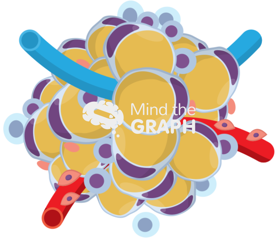 Adipose tissue 2 Icons, Symbols, Pictures, and Images