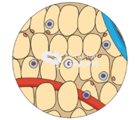 Adipose tissue zoom - Edit and Customize Icons of Adipose tissue zoom Adipose tissue zoom Icons, Symbols, Pictures, and Images