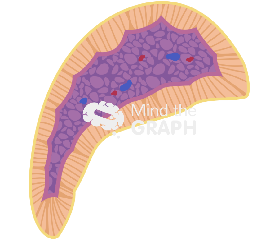 Adrenal gland left cut Icons, Symbols, Pictures, and Images