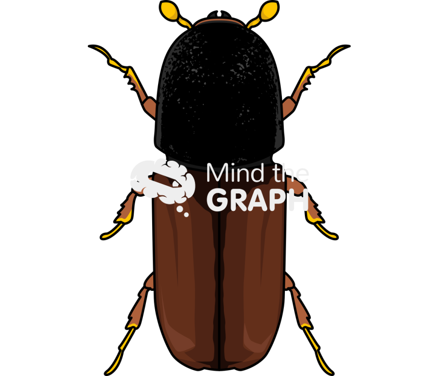 Adult pityogenes chalcographus Icons, Symbols, Pictures, and Images