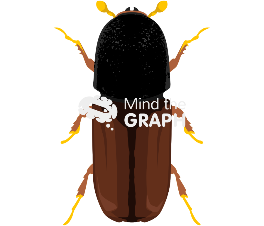 Adult pityogenes chalcographus Icons, Symbols, Pictures, and Images