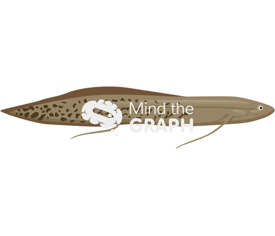 African lungfish lateral Icons, Symbols, Pictures, and Images