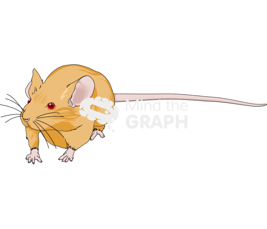 Agouti 4 Icons, Symbols, Pictures, and Images