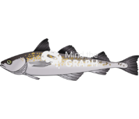 Alaska pollock fish Icons, Symbols, Pictures, and Images