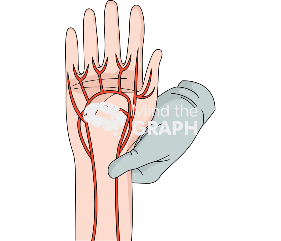 Allen test arterial blood 2 Icons, Symbols, Pictures, and Images