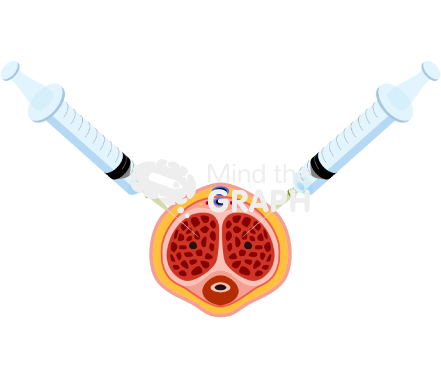 Alprostadil injection 10 oclock 2 oclock positions penis transversal cut Icons, Symbols, Pictures, and Images