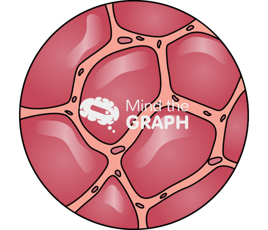 Alveolus normal air sacs zoom Icons, Symbols, Pictures, and Images