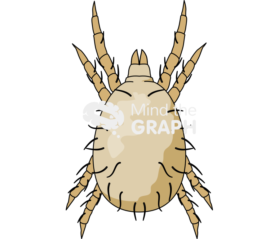 Amblyseius swirskii dorsal Icons, Symbols, Pictures, and Images