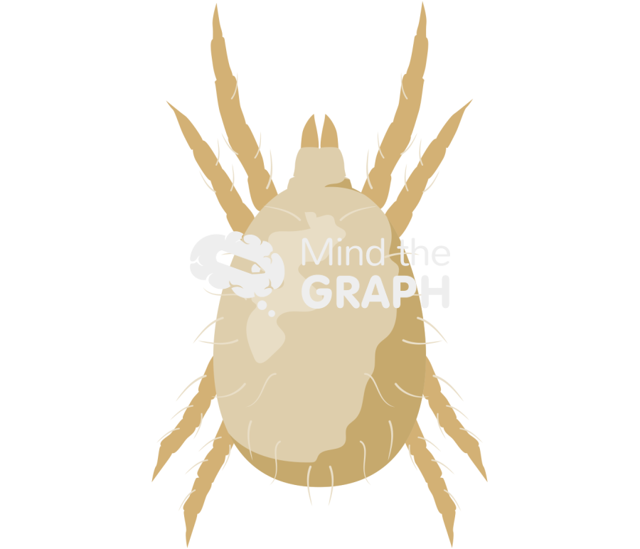 Amblyseius swirskii dorsal Icons, Symbols, Pictures, and Images