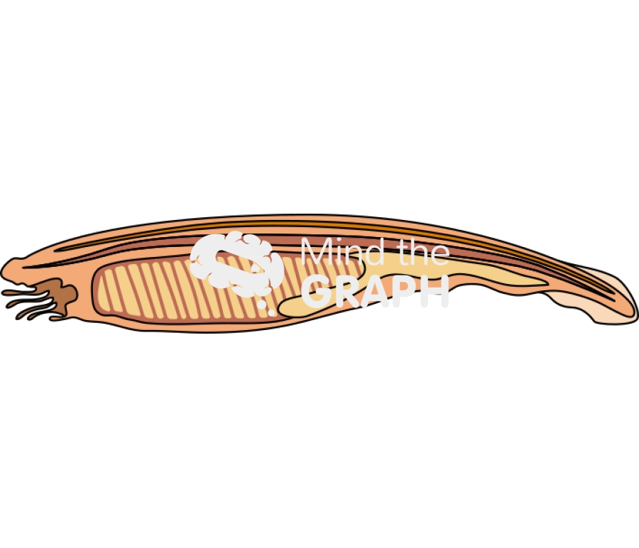 Amphioxus cephalochordate sagittal Icons, Symbols, Pictures, and Images