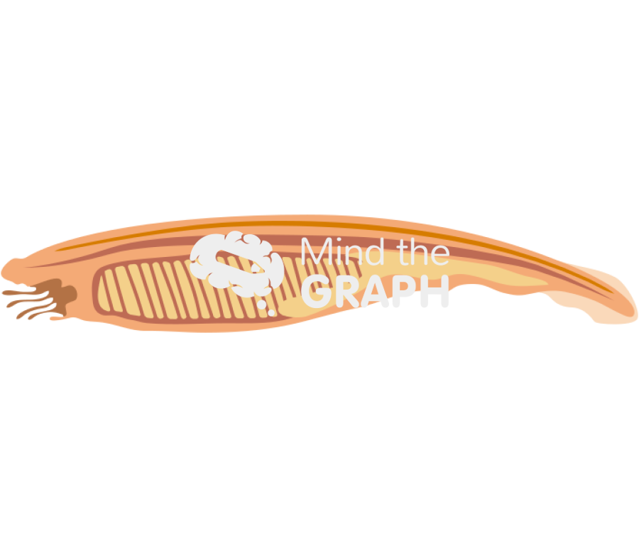 Amphioxus cephalochordate sagittal Icons, Symbols, Pictures, and Images