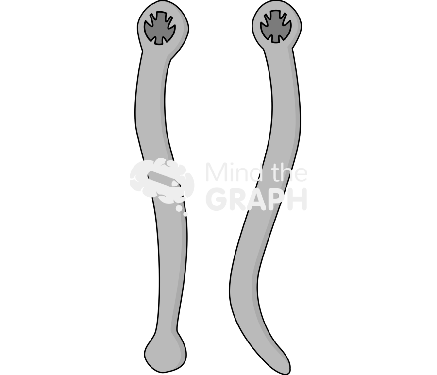 Ancylostoma adults Icons, Symbols, Pictures, and Images