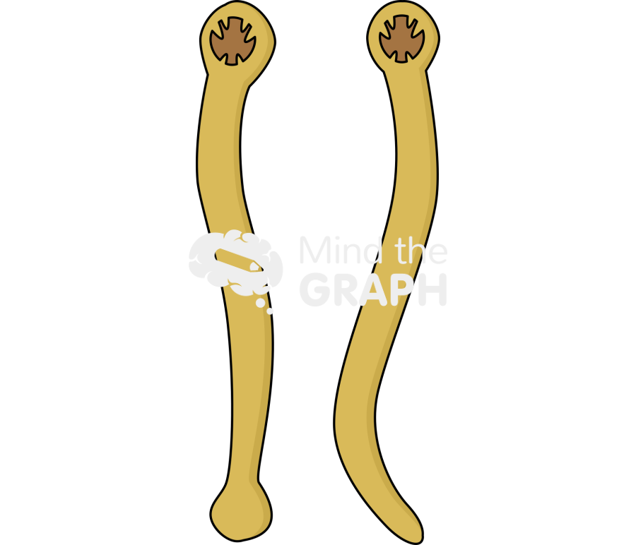 Ancylostoma adults Icons, Symbols, Pictures, and Images